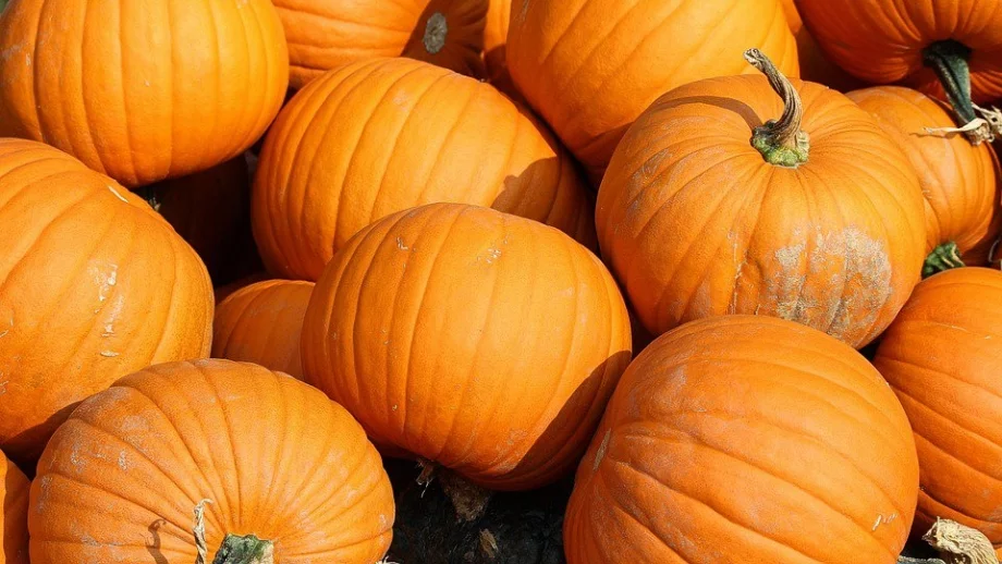 Проблем в земеделието - произвели сме прекалено много тикви 