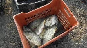 Как да познаете, че шаранът е пресен?