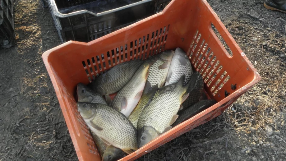 До 1000 лв. глоба за развъждане на неотчетена риба