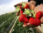 Опитните градинари не забравят да направят това при зазимяването на ягодите и се радват на богата реколта