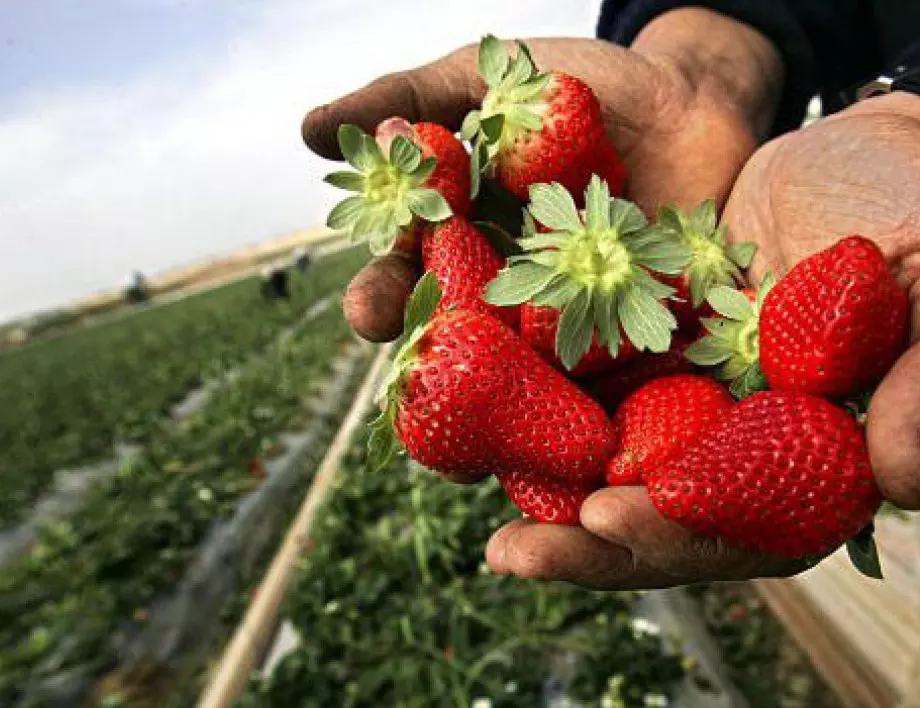 Опитните градинари не забравят да направят това при зазимяването на ягодите и се радват на богата реколта