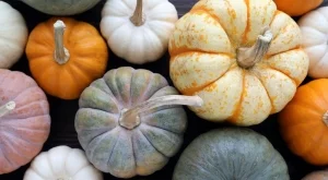 Тиквата - съкровищница на полезни вещества