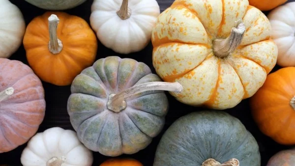 Тиквата - съкровищница на полезни вещества