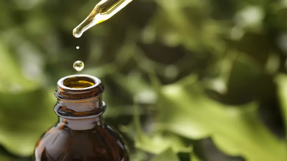  3 доказани ползи от етеричното масло от чаено дърво