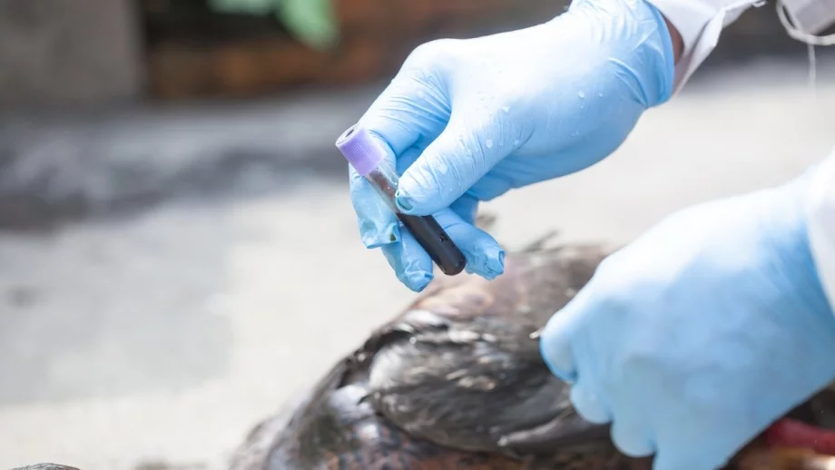 Лошата хигиена - основна причина за разпространението на птичи грип