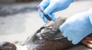 Няма данни за заразени с птичи грип хора у нас, но има опасения 