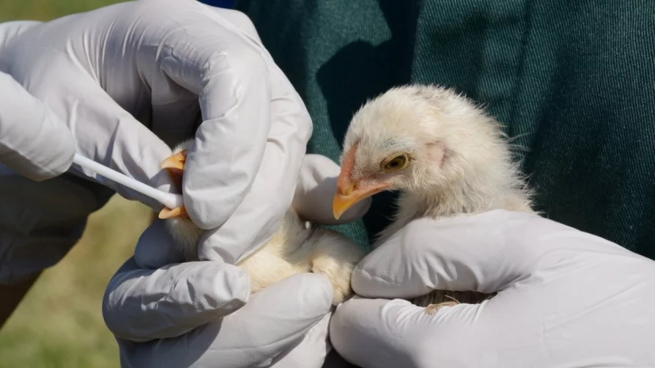 Огнища на птичи грип и в Бургаско