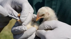 Откриха ново огнище на птичи грип у нас 