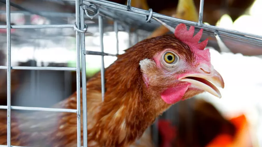 Ето кое е първо - яйцето или кокошката!