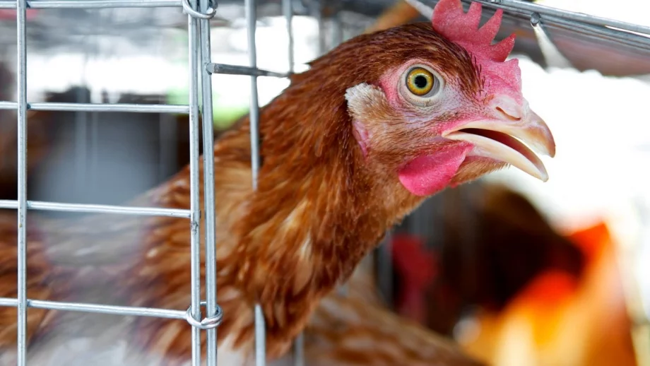 Домашните птици в страната са над 13 милиона 