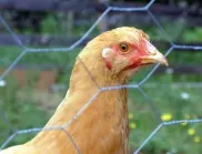 Кое е първо - яйцето или кокошката? Учени дадоха отговора!