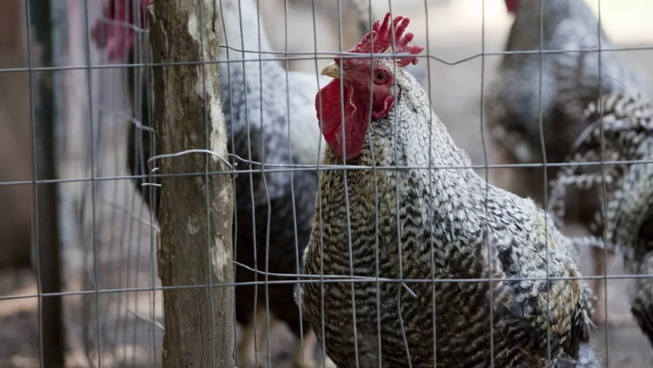 Откриха птичи грип в два обекта в Хасковско