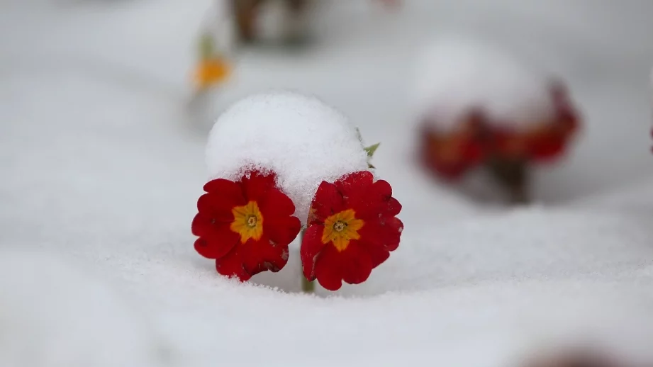 Ето какво ще е времето през целия декември 