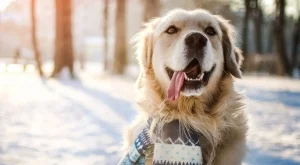 Как да защитим домашния си любимец от студовете