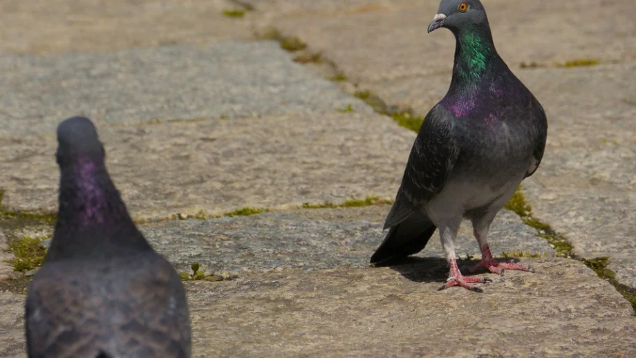 Защо никога не виждаме малки гълъбчета