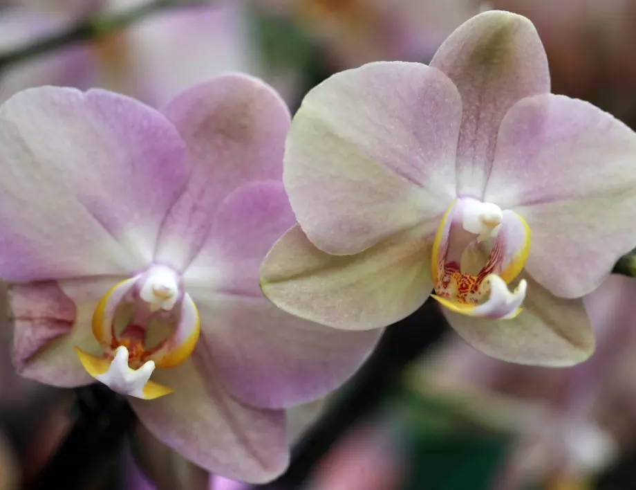 Спазвайте тези 9 правила и орхидеята ви ще цъфти целогодишно
