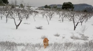 Очаква ни зима с много сняг