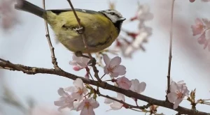 Счупени крила