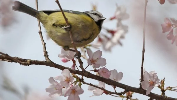 Счупени крила