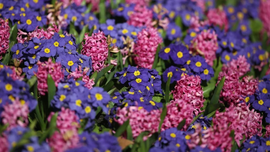 Вижте точно в колко часа днес ще дойде пролетта 