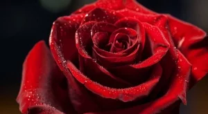 Има рози, които могат да траят цели 3 години