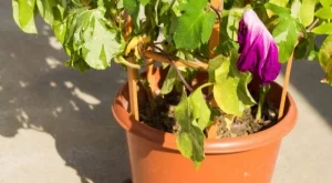 С тази смес ще съживите цветята си