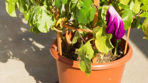 С тази смес ще съживите цветята си