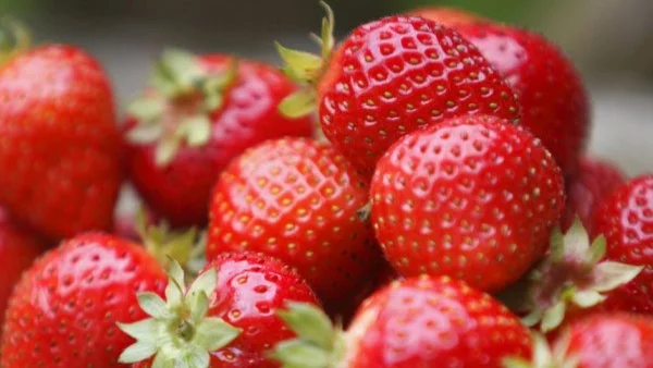 Най-опасният плод