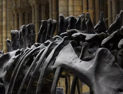 Преди 65 милиона години измират динозаврите. Сега ни очаква нещо подобно.