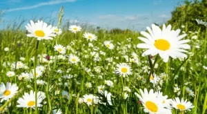 Как да отгледате красиви маргаритки