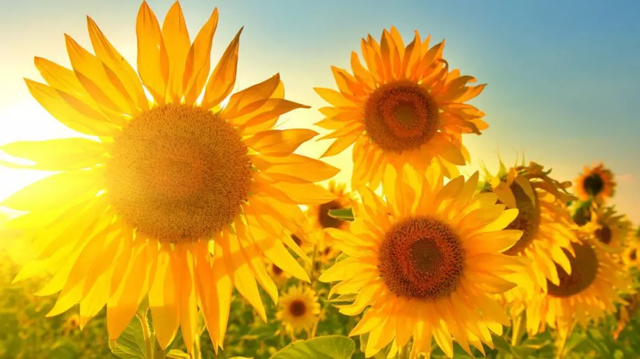 България е сред лидерите по износ на слънчоглед в Европа