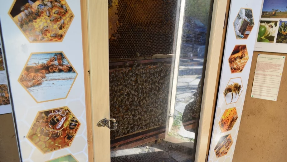 Откриха първия "Музей на пчелата" в София 