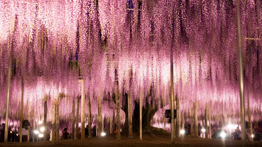 Лилавата магия на Япония (Галерия) 