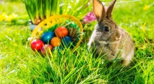 Как и защо заекът става един от символите на Великден?