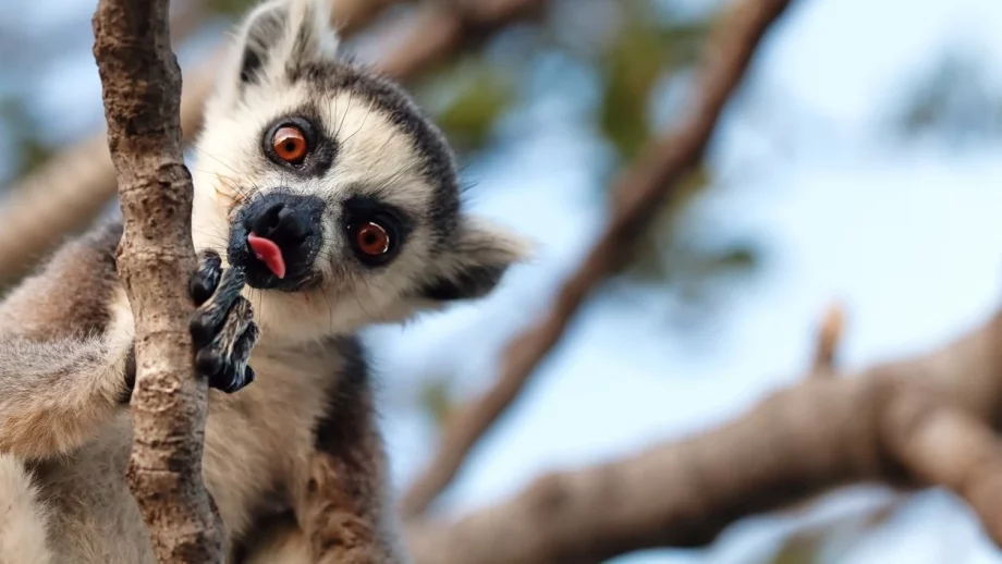 5 страхотни причини да посетите Мадагаскар 