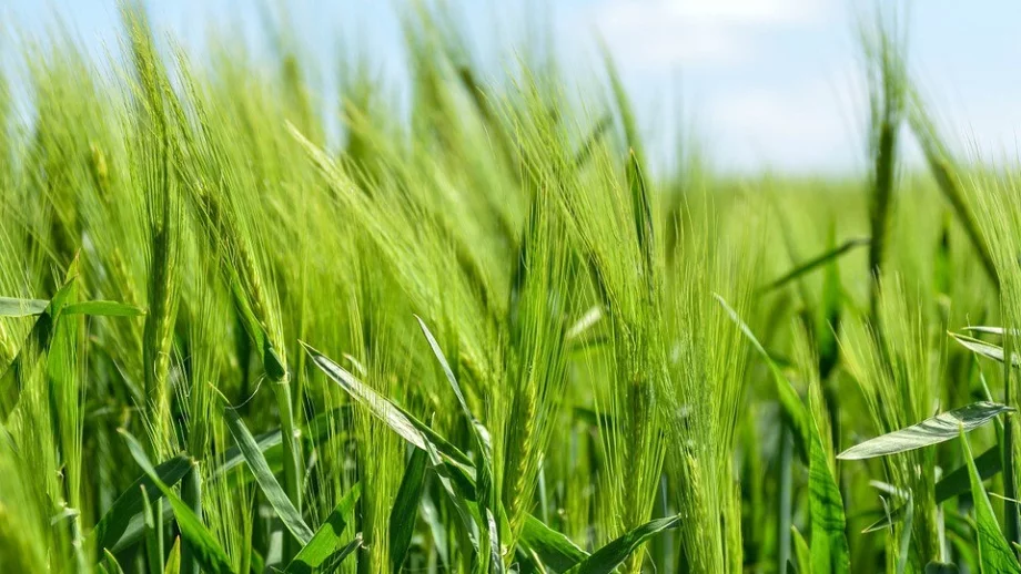 Близо 1.8 млн. лева са изплатени за борба с вредителите по трайните насаждения