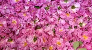 Компенсират част от разходите за преработка на маслодайна роза