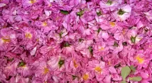 Производители на рози и розово масло още чакат стратегия за сектора