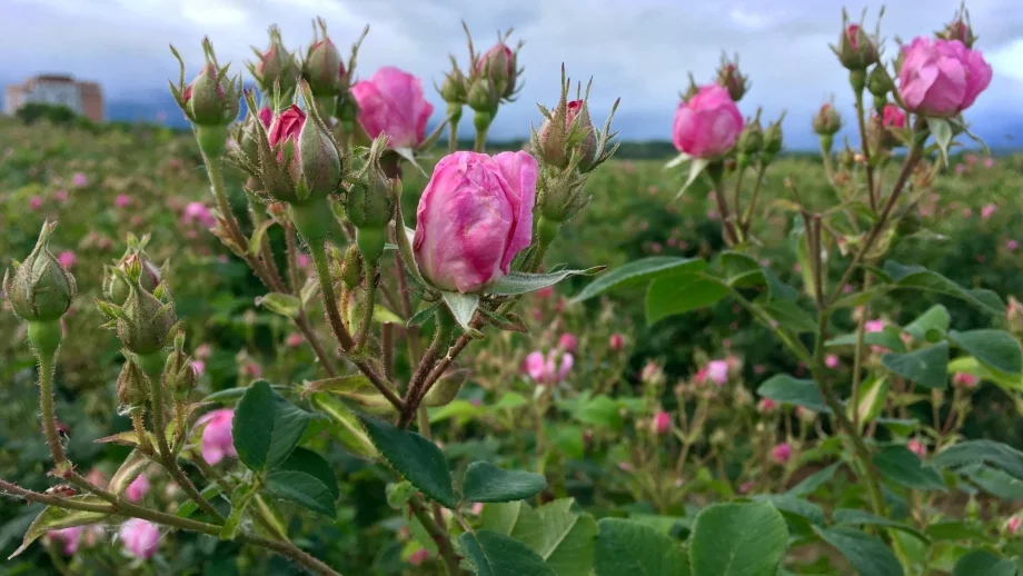 Японска компания търси българско розово масло и розова вода