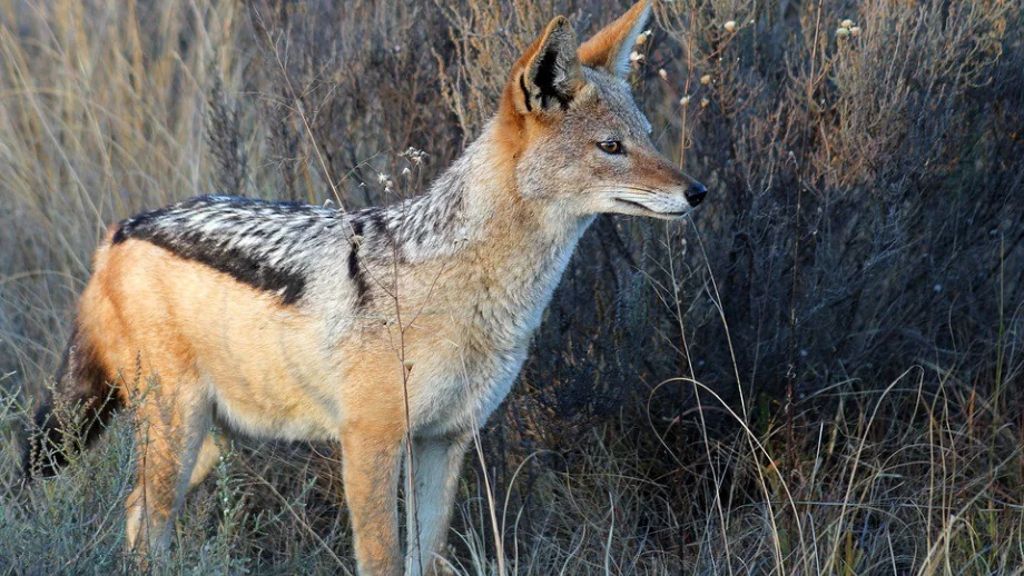 Животновъди се оплакват от набези на чакали 