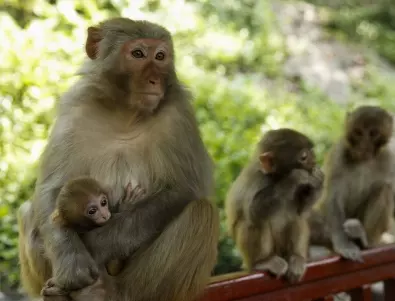 25 маймуни бягат от немски зоопарк, правят слънчеви бани край гора
