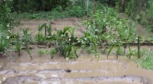 След дъждовете най-сериозна е обстановката в Плевенско