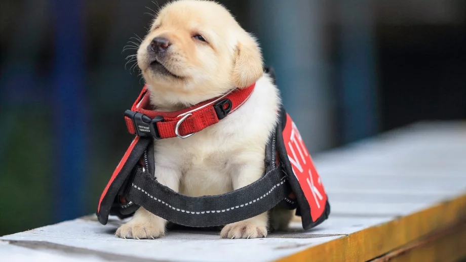 Запознайте се с най-симпатичните полицаи на света (Снимки)