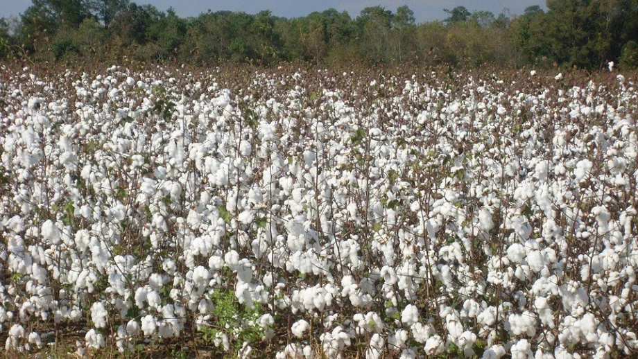Производители на памук получиха 5 млн. лева
