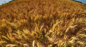 Полският премиер иска незабавно решение за украинското зърно