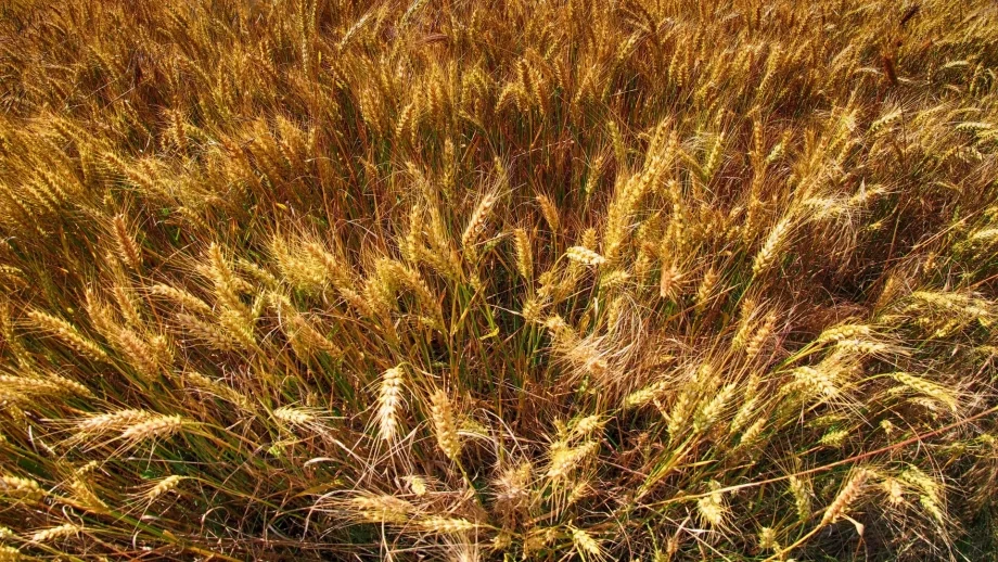 Средната цена на декар земеделска земя достига 872 лв. през 2017 г.