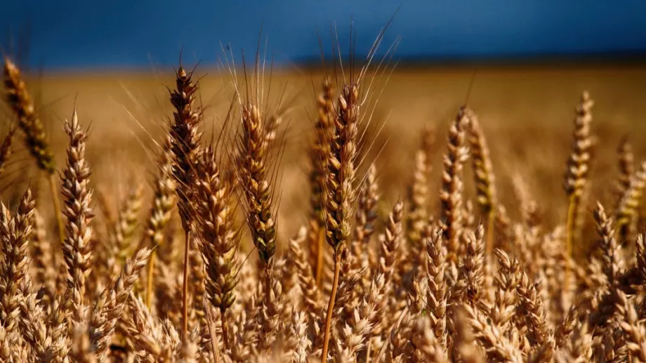 Тревожна жътва и провал на реколтата