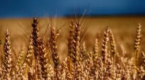 Добруджанският земеделски институт увеличава драстично цените на семената