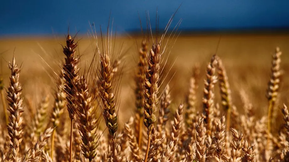 Добруджанският земеделски институт увеличава драстично цените на семената