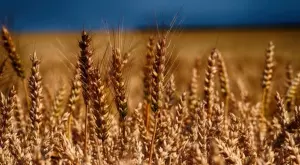 Пшеницата поскъпна след украинската атака с дронове, застрашаваща износа през Черно море